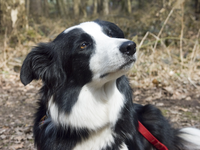 Foto: hunde-foto.net - Th. Eckhoff