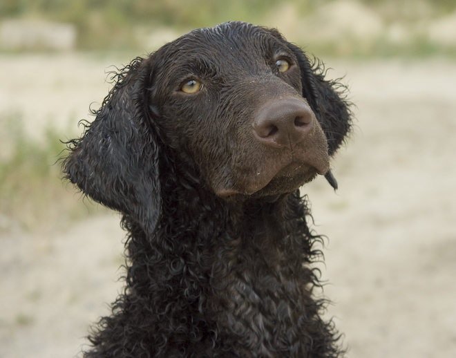 Foto: hunde-foto.net - Th. Eckhoff