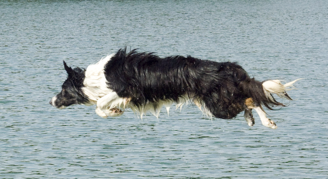 Foto: hunde-foto.net - Th. Eckhoff