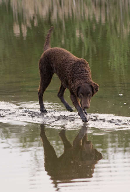 Foto: hunde-foto.net - Th. Eckhoff