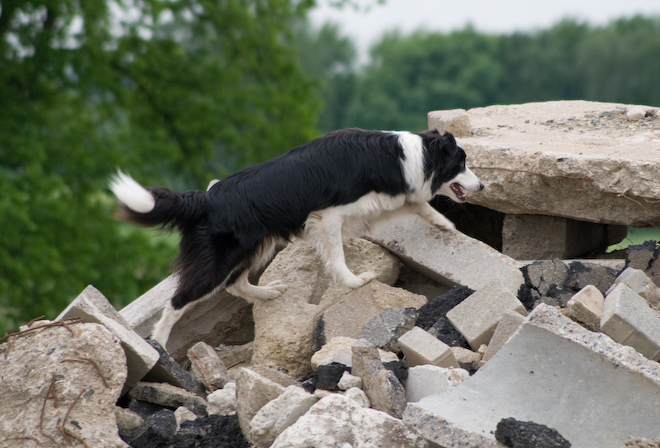 Photo: hunde-foto.net - Th. Eckhoff