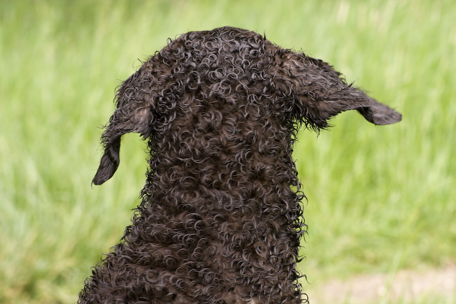 Foto: hunde-foto.net - Th. Eckhoff