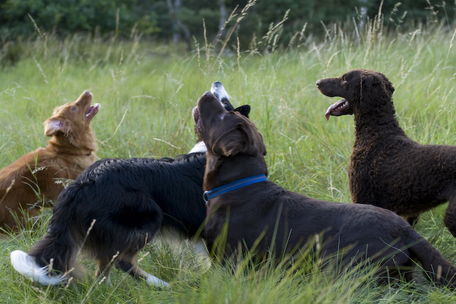 Photo: hunde-foto.net - Th. Eckhoff