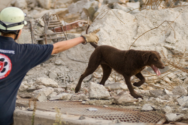 Foto: hunde-foto.net - Th. Eckhoff