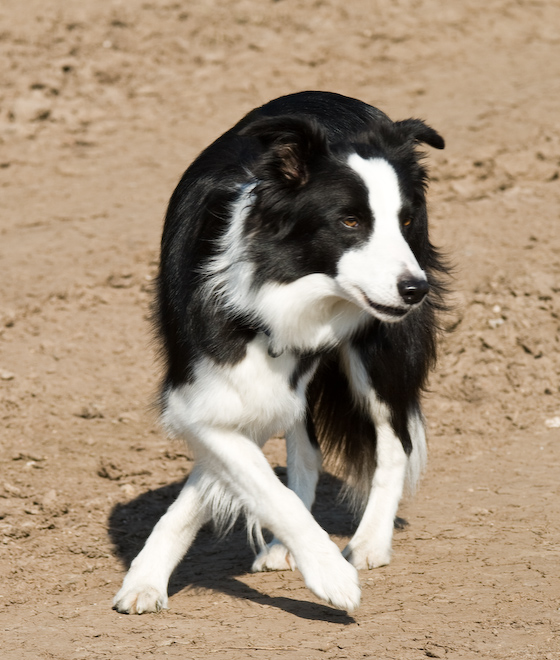 Foto: hunde-foto.net - Th. Eckhoff