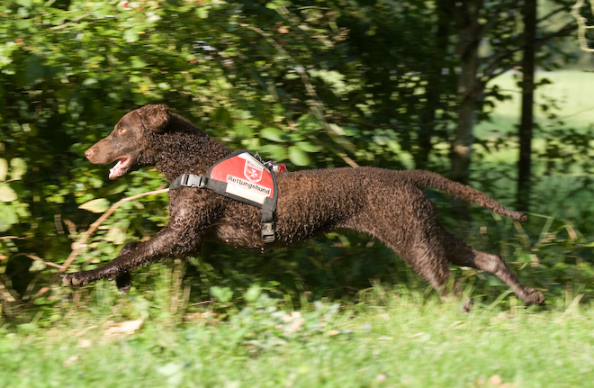 Foto: hunde-foto.net - Th. Eckhoff