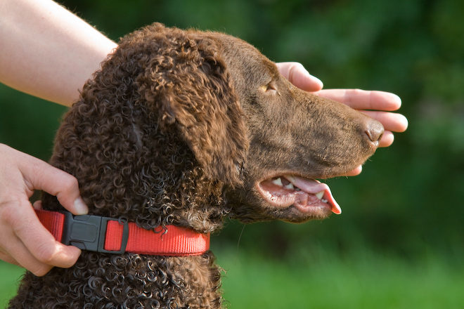 Foto: hunde-foto.net - Th. Eckhoff