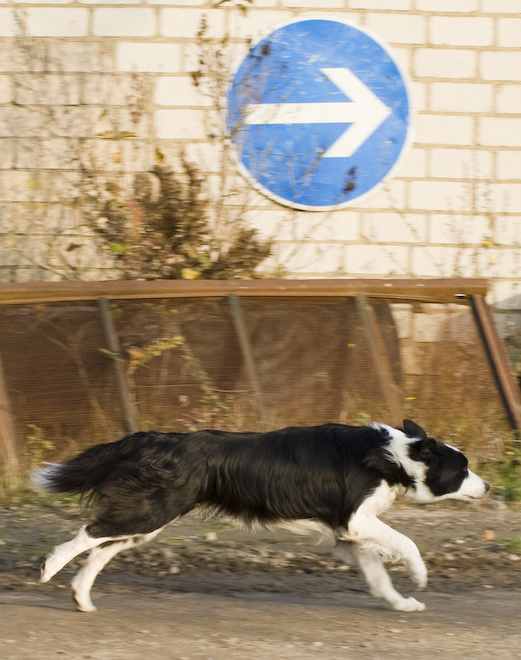 Foto: hunde-foto.net - Th. Eckhoff