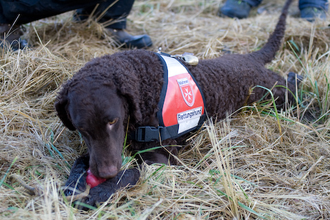 Photo: hunde-foto.net - Th. Eckhoff