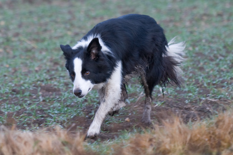 Foto: hunde-foto.net - Th. Eckhoff