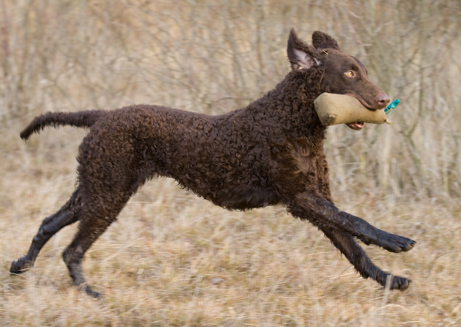 Photo: hunde-foto.net - Th. Eckhoff