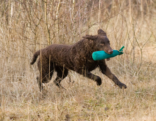 Foto: hunde-foto.net - Th. Eckhoff