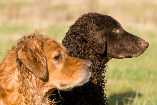 Photo: hunde-foto.net - Th. Eckhoff