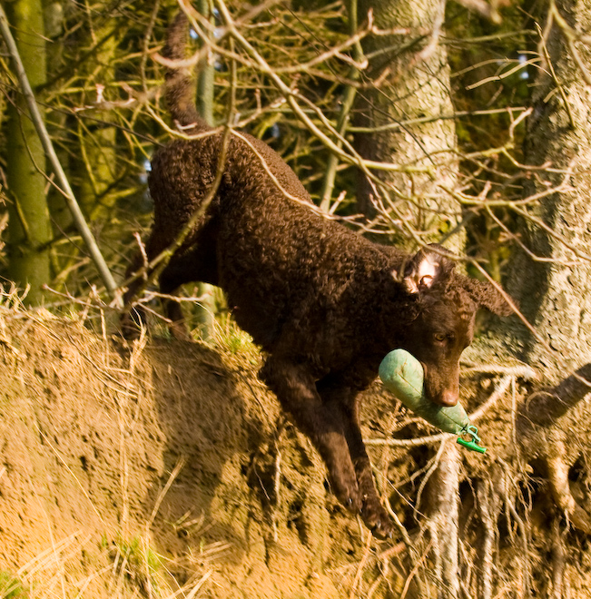 Photo: hunde-foto.net - Th. Eckhoff