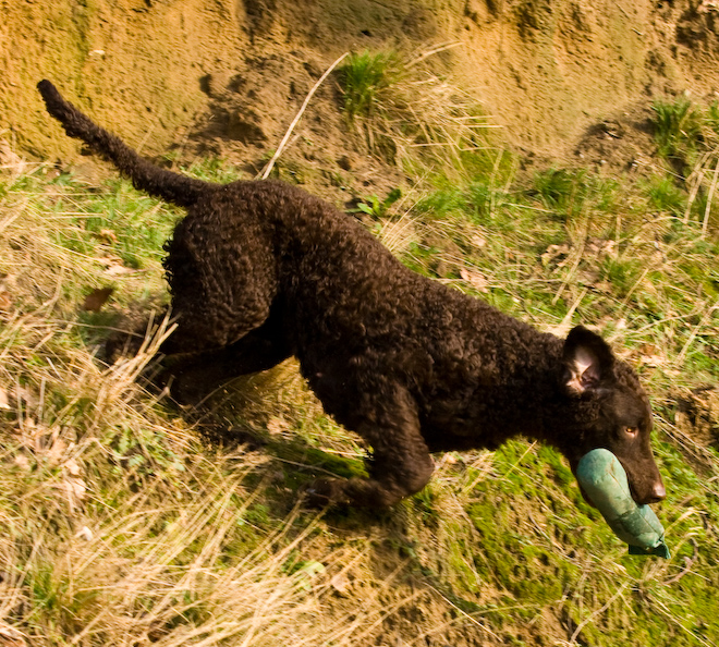 Photo: hunde-foto.net - Th. Eckhoff