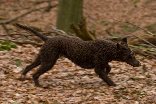 Photo: hunde-foto.net - Th. Eckhoff