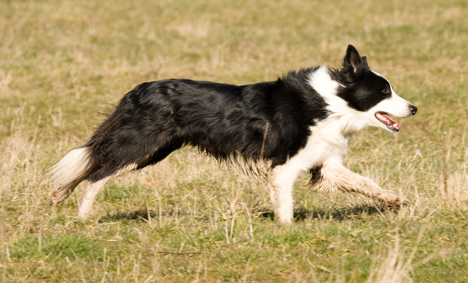 Photo: hunde-foto.net - Th. Eckhoff