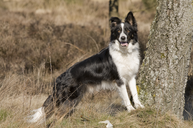 Foto: hunde-foto.net - Th. Eckhoff