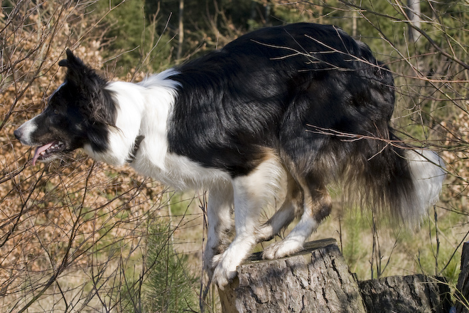 Foto: hunde-foto.net - Th. Eckhoff