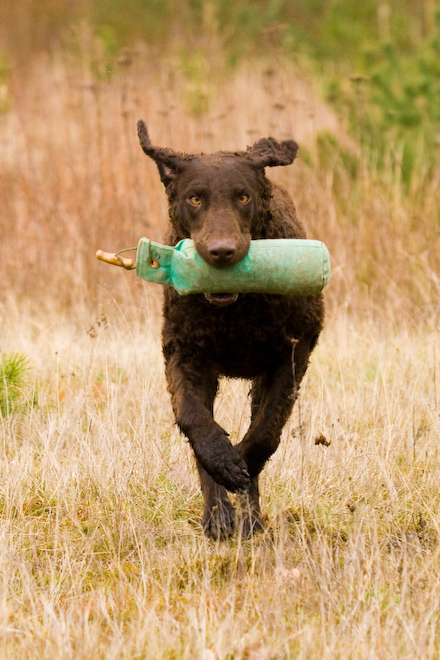 Photo: hunde-foto.net - Th. Eckhoff