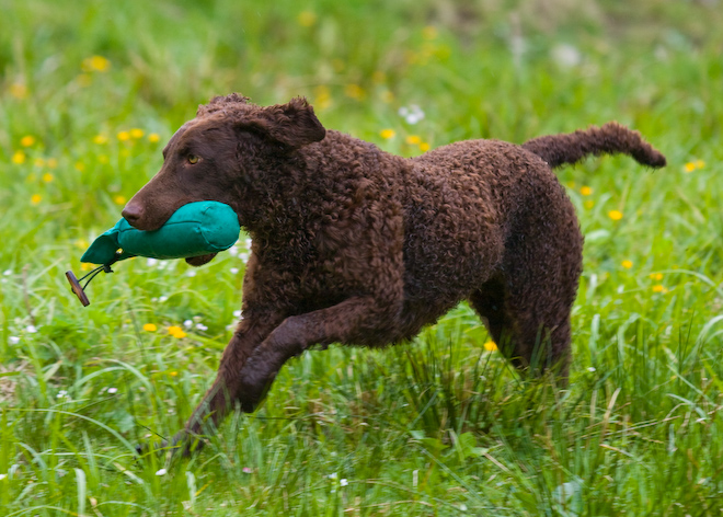 Photo: hunde-foto.net - Th. Eckhoff