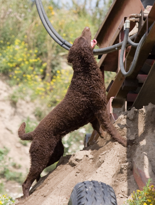 Foto: hunde-foto.net - Th. Eckhoff