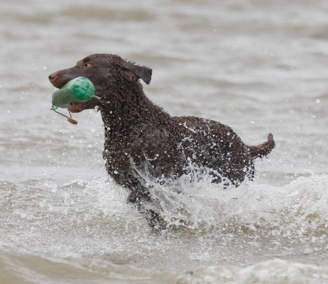 Foto: hunde-foto.net - Th. Eckhoff