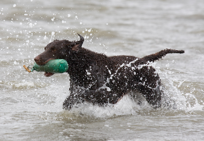 Foto: hunde-foto.net - Th. Eckhoff