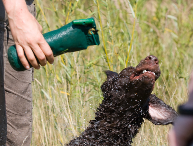 Photo: hunde-foto.net - Th. Eckhoff