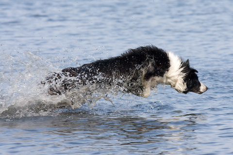 Photo: hunde-foto.net - Th. Eckhoff