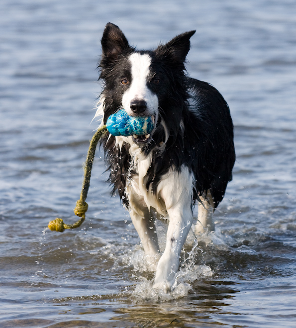 Foto: hunde-foto.net - Th. Eckhoff