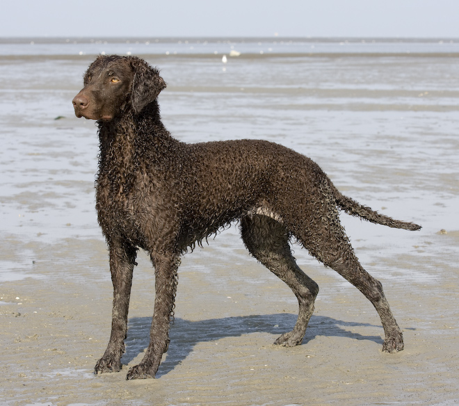 Foto: hunde-foto.net - Th. Eckhoff