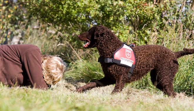 Foto: hunde-foto.net - Th. Eckhoff