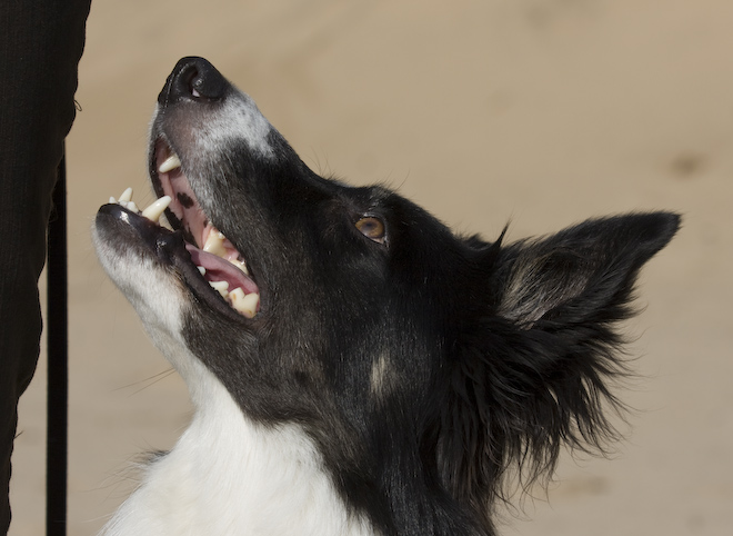 Foto: hunde-foto.net - Th. Eckhoff