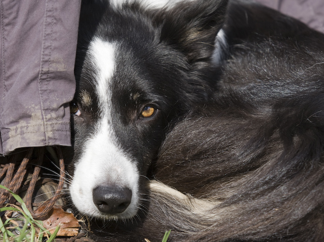 Photo: hunde-foto.net - Th. Eckhoff