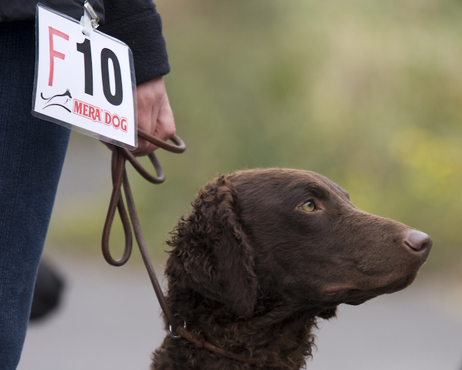 Photo: hunde-foto.net - Th. Eckhoff