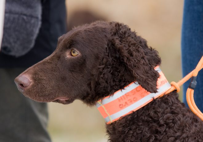 Photo: hunde-foto.net - Th. Eckhoff