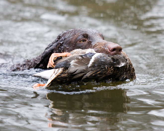 Photo: hunde-foto.net - Th. Eckhoff