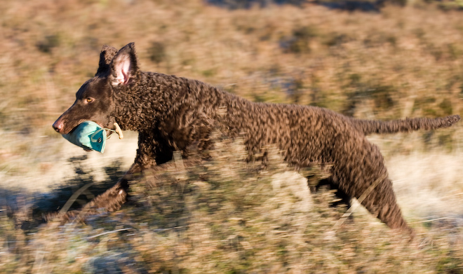 Photo: hunde-foto.net - Th. Eckhoff