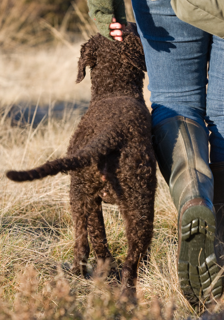 Photo: hunde-foto.net - Th. Eckhoff