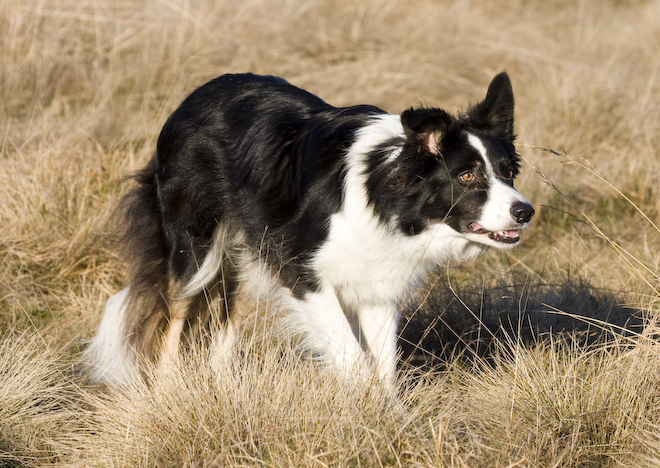 Photo: hunde-foto.net - Th. Eckhoff