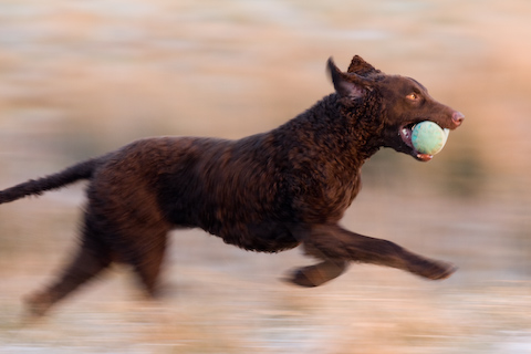 Photo: hunde-foto.net - Th. Eckhoff