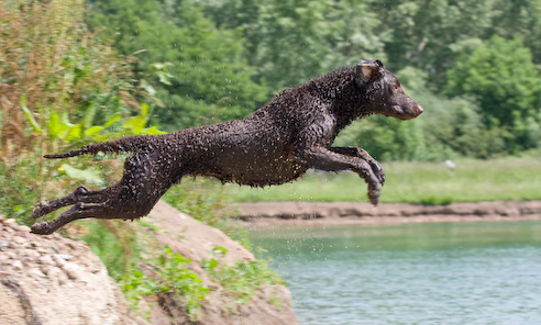 Foto: hunde-foto.net - Th. Eckhoff