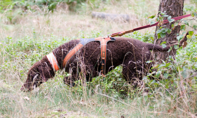 Photo: hunde-foto.net - Th. Eckhoff