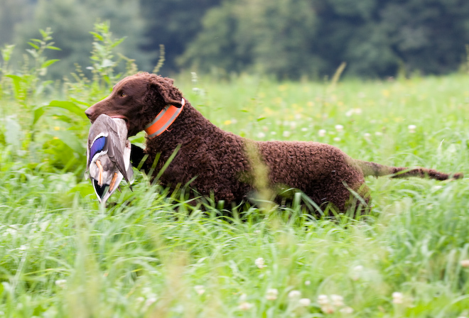 Foto: hunde-foto.net - Th. Eckhoff