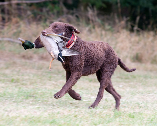 Photo: hunde-foto.net - Th. Eckhoff
