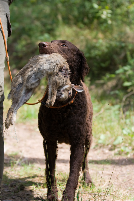 Photo: hunde-foto.net - Th. Eckhoff
